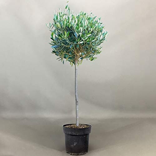 Olivenbaum 'Olea Europa' Winterharte Zierbäume im Topf für kleine Gärten 2-3ft