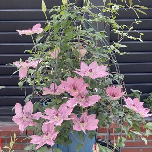 Clematis Pflanze Winterhart Mehrjährig Ideal für Pergolen und Zaune - Stark wachsend & easy zu kümmern - 3 Zwiebeln Pake