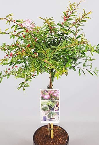 Calliandra Dixie Pink Puderquasten-Bäume für kleine Gärten & Terrassen | Gerader Lolli-Stamm | Elegantes Dekor für Outdo