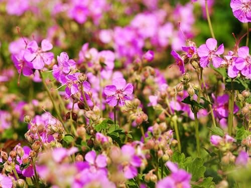 3 x Geranium cantabrigiense 'Cambridge' (Winterhart/Stauden/Staude/Bodendecker/Mehrjährig/Immergrün) - Farbenfrohe Akzen