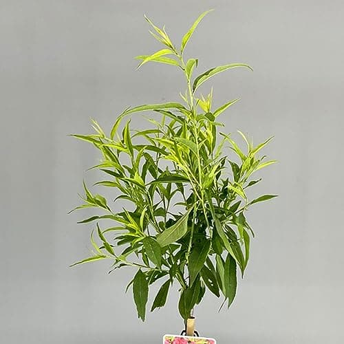 Prunus Pink Peachy Patio Baum, robust für den Garten, ideal für outset, blühender Baum im 3L Topf.