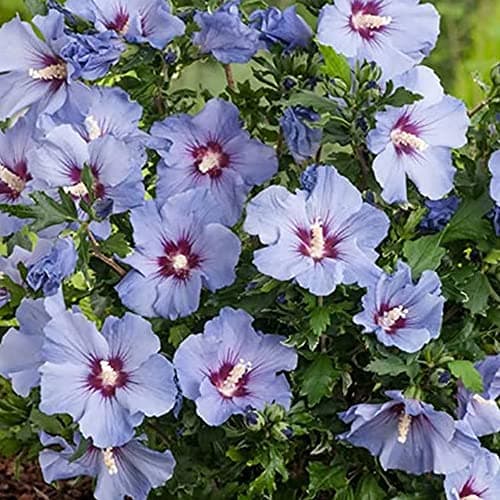 Hibiscus Marina - Rose von Sharon Topfbaum | Ideal für Gärten & Terrassen |anseitable:

1. Laubabwerfender Baum
| Schön