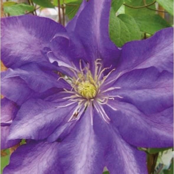 Clematis Großblütige Daniel Deronda 1L - Pflanze für Anfänger und professionelle Gärtner - Ideal für Kleingarten - Schön