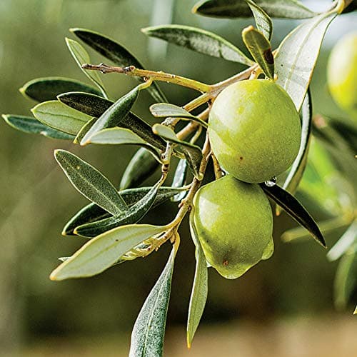 Olivenbaum 'Olea Europa' Winterharte Zierbäume im Topf für kleine Gärten 2-3ft