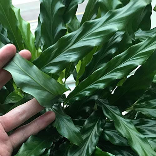 Calathea Rufibarba | Üppige Korbmarante als Geschenk fürs Haus (30-40 cm im Topf)  
Calathea Rufibarba | Üppige Korbmara