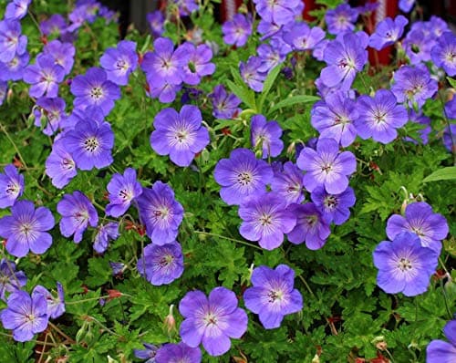 3 x Geranium 'Rozanne ®' Topfe 1 Liter (Winterhart/Stauden/Staude/Mehrjährig/Bodendecker) - Farbenpracht von Frühling bi