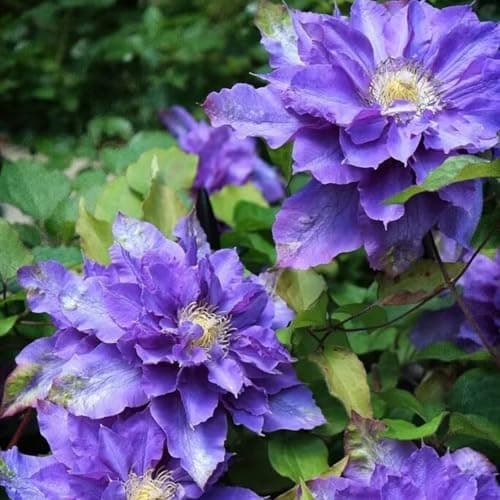 Clematis Knollen Winterhart - Gemütlich anzuchBUFFERING...eling für Anfänger - 3-Zwiebeln-Gartenpflanze - Leicht anpflan