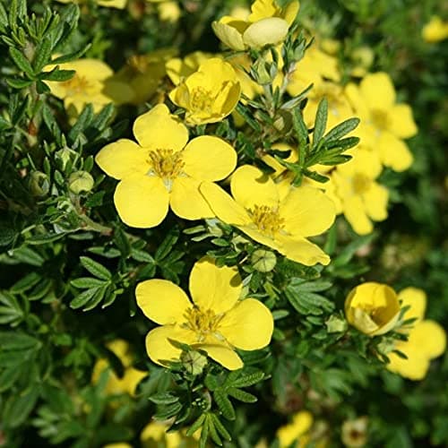 Potentilla 'Bella Lindsey' - lebhaft rosa Blühe für fortdauernde Sommerfarbe - Ideal für jardinier und Sonnengärten - 4