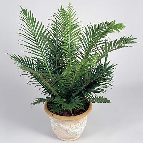 Blechnum Silver Lady Zwerg-Baumfarn fürs Zuhause und das Büro (25-35 cm inkl. Topf)  
Blechnum Silver Lady Zwerg-Baumfar