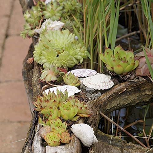 Sempervivum Mix Hauswürz - Dekoration fürɑlles_dicke_Pflanzen
| Sempervivum Mix Hauswürz - 6er_Set_Für_Ihr_Garten
| Sem