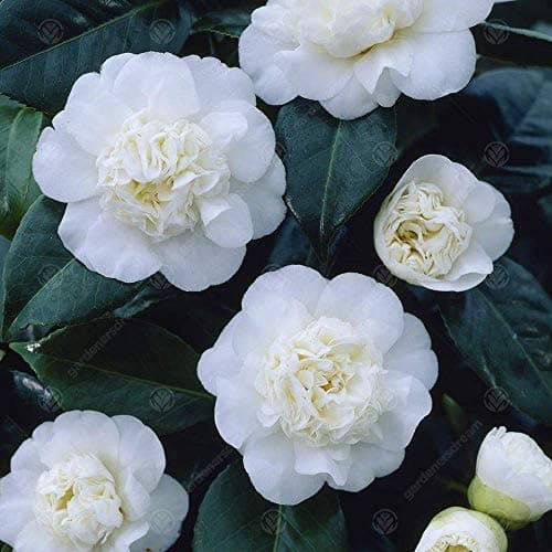 Camellia japonica 'Nobilissima' | Immergrüner Gartenstrauch | 9cm Topf | Blütenreiches Sommer Blüher | Ideal für Vorgart