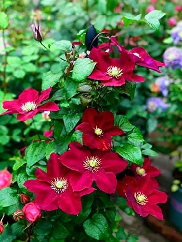 Clematis Zwiebeln, Mix Mehrjahrig, Kletterpflanzen im Topf - Lange Blütezeit, Winterharte Bienenfreundlich, Balkon Pflan