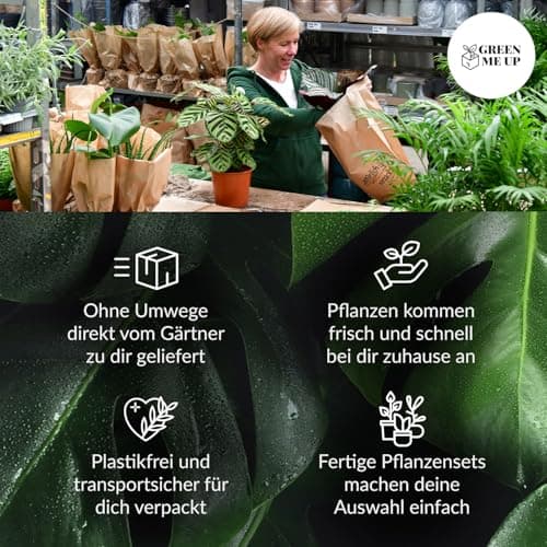 Lavendel Busch Green Me Up groß – Winterhart & pflegeleicht – Bienenfreundlich & ungiftig – XXL Blütenmeer für Balkon &