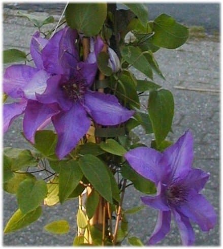 Waldrebe Clematis The President 80 cm hoch im 2 Liter Pflanzcontainer für Gartenanerz für Sommerpflanzung mit kräftiger
