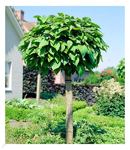 BALDUR Garten Winterhartes Stämmchen Wisteria sinensis Blauregen, für Sonnig Den Standort, bienenfreundlich, 1 Pflanze
