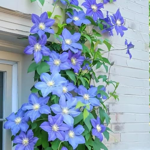 Clematis Pflanze Winterhart Mehrjährig Ideal für Pergolen und Zaune - Stark wachsend & easy zu kümmern - 3 Zwiebeln Pake