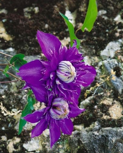 Clematis Hybride 'Multi Blue' - winterhart, pflegeleicht, ideal für Rankgerüste - Mai-September Blütezeit, blaue gefüllt
