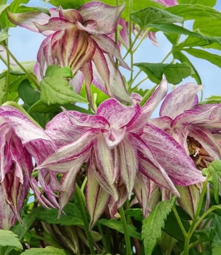 BALDUR Garten Clematis 'Pink Surprise®', mehrjährig & winterhart, pflegeleicht, bienenfreundlich, reichblühend, klettert