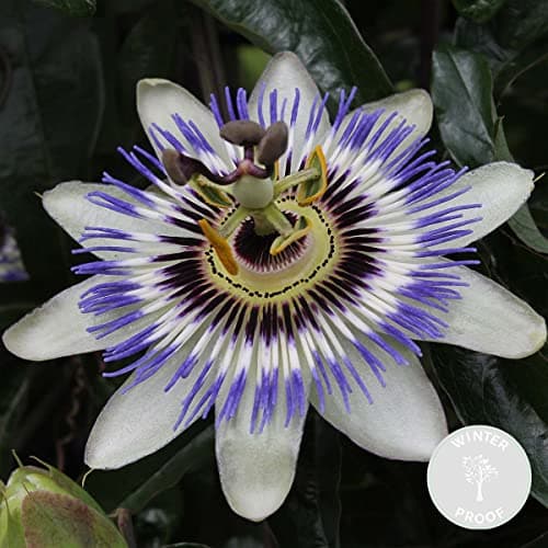 Bloomique Passiflora Caerulea - 50-70 cm Hoch, Winterhart, Topf 15 cm - Gartenpflanzen für Begonienliebhaber