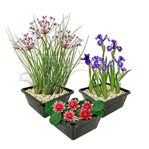 Van der Velde Wasserpflanzen Set Winterhart - 9 Teichpflanzen - Für Miniteiche und große Gartenteiche - Seerose, Schwane