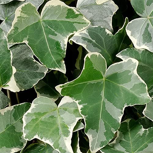 Hedera Gletscherefeu Klettern | Evergreener Strauch für Wintergarten | 15-30cm inkl. Topf