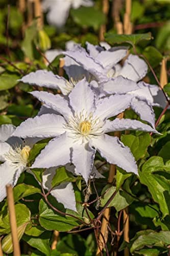Clematis Hybride 'Destiny' - pflegeleicht, winterhart und ideal für Rankgerüste Weiße Blüten Mai-Septemberpiryhart Winte