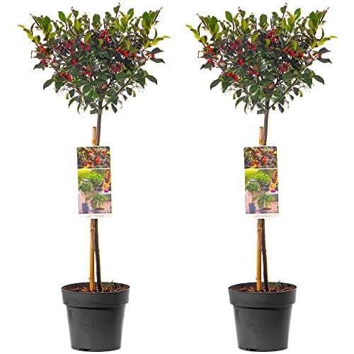 Standard Holly Baum - Robuste Immergrüne Lutscher 2er Pack | Für Terrasse und Garten | Dauerhaft und Schön