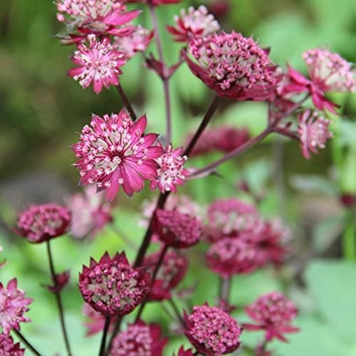 Astrantia Star of Love Meisterwurz - Laubabwerfende Outdoor-Staude für den Garten