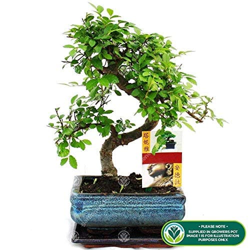 Bonsai Chinesische Ulme - Lebendiger Japanischer Baum mit 'S-Form' für Anfänger in der Größe 1 x 15 cm