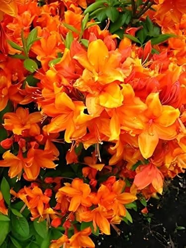 Bronzegelb Blühende Garten Azalee Rhododendron Luteum Golden Eagle 5 Liter Pflanzcontainer hoch 30-40 cm Trendige Blüte