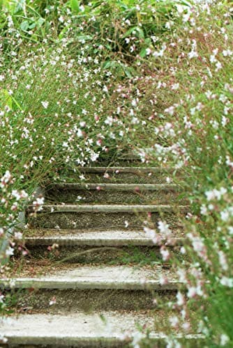 Gaura lindheimeri 'Whirling Butterflies‘ Dauerblüher Prachtkerze weiß - Schwebende Blüten für Stauden Gänge