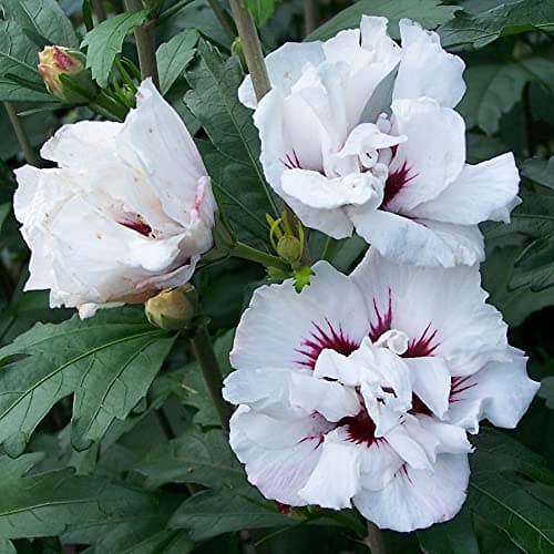 Hibiscus Speciosus Rose von Sharon - Laubabwerfender Topfbaum für Gärten & Terrassen - Schönheit für Deinen Garten und T