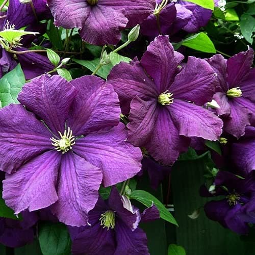 Clematis Viticella Waldrebe - Kletterpflanze - Blau, Mehrjährig & Winterhart - 1,5 Liter Topf | Toplavender, Blütenreich