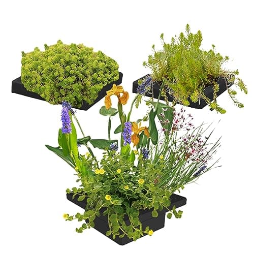 vdvelde.com - Bio Teichpflanzen Schwanenblume Schwimminsel - Nachhaltig aus eigener Gärtnerei - Ideal für familienfreund