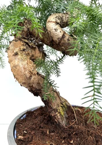 Cunninghamii Bonsai P25 zur Zimmerdecoration