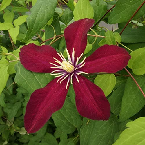 Clematis Großblütige Daniel Deronda 1L - Pflanze für Anfänger und professionelle Gärtner - Ideal für Kleingarten - Schön