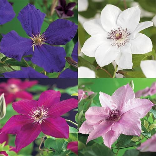 GreenboutiQ Clematis Rainbow Kletterpflanze - Blüte Rosa Weiss Lila Rot - Wenig Pflege - 4 Pflanzen pro Topf - 11cm Höhe