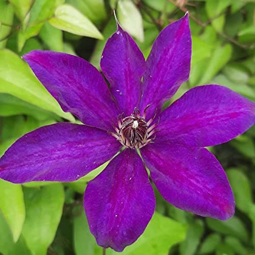 Clematis Großblütige Daniel Deronda 1L - Pflanze für Anfänger und professionelle Gärtner - Ideal für Kleingarten - Schön