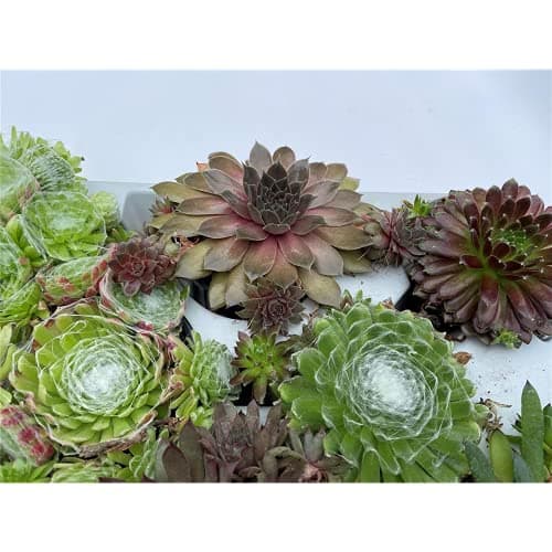 HAUSWURZ MIX SET - Dachwurz, Sempervivum, winterhart, Blumen'Eber 8er Mix für Gärtner in Topfgröße 9-10 cm - Optimal für