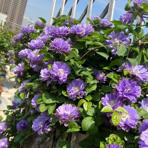 Clematis Knollen Winterhart - Gemütlich anzuchBUFFERING...eling für Anfänger - 3-Zwiebeln-Gartenpflanze - Leicht anpflan