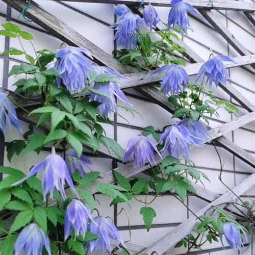 Clematis Zwiebeln & Knollen - Langlebige Gartendekoration - Ideal für Anfänger - 3zwiebeln - Wundersame Blütenfarben
