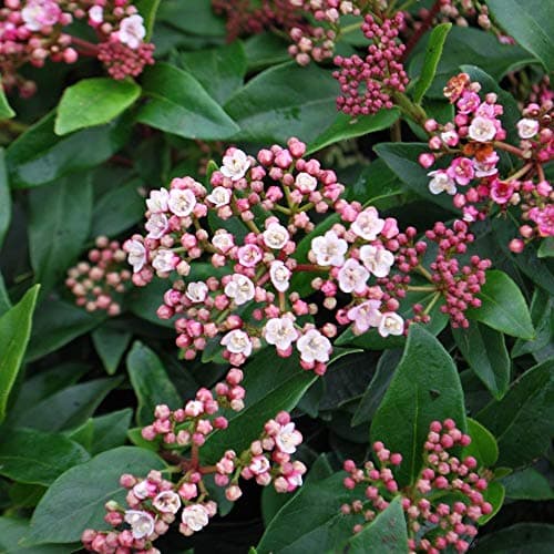 Viburnum tinus Immergrüner blühender Strauch Topfgröße für den Garten mit Beeren