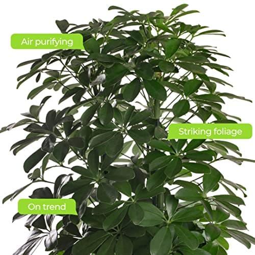 Schefflera Nora, große immergrüne Zimmerpflanze, idealesdekoriertes Zimmer mit exotischem Anstrich, belebt und pflegelei