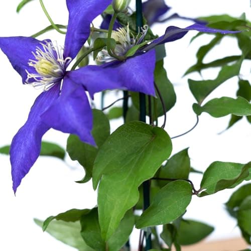 Clematis Großblütige Daniel Deronda 1L - Pflanze für Anfänger und professionelle Gärtner - Ideal für Kleingarten - Schön