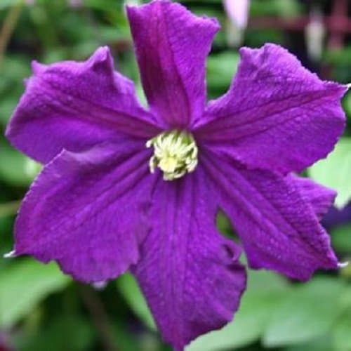 Clematis Viticella Waldrebe - Kletterpflanze - Blau, Mehrjährig & Winterhart - 1,5 Liter Topf | Toplavender, Blütenreich
