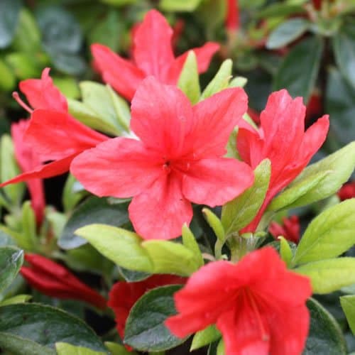 Azalea Japonica Orange Beauty für Haus und Gartener
| Azalea Japonica Orange Beauty als Blumenvorzug im Winter
| Azalea