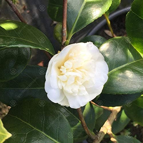 Camellia japonica 'Nobilissima' | Immergrüner Gartenstrauch | 9cm Topf | Blütenreiches Sommer Blüher | Ideal für Vorgart