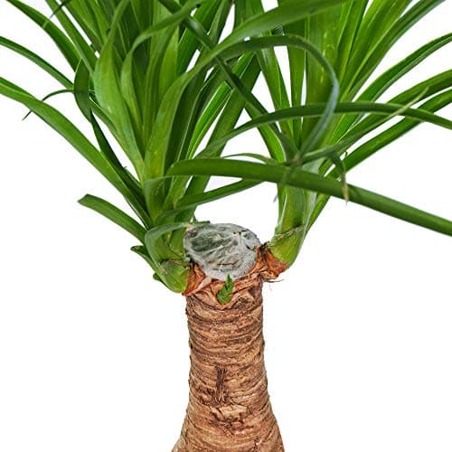 Beaucarnea Recurvata 40-50cm getopfte Perfedeschwanz Palme für Zuhause oder das Büro - eleganterierz.de