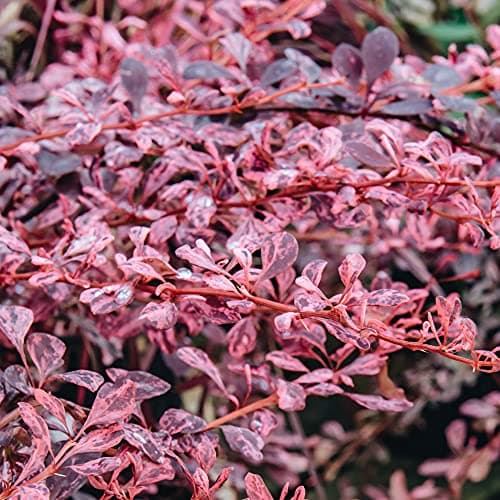 Berberis 'Rose Glow' - Auffälliges rosa und lila Laub - Ideal für dramatische Gartenelemente - Schönheit und Ausdauer -