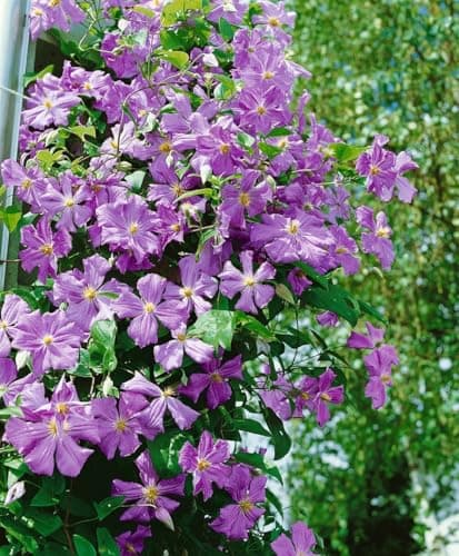 Clematis viticella 'Prince Charles' - Italienische Waldrebe, pflegeleicht, winterhart
| Clematis viticella 'Prince Char
